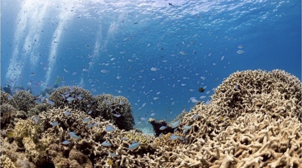 OceanKIDs012's tweet photo. ダイビングの醍醐味は
自然に生きてる生き物たちを
間近で見れること❗️🐠🩵

潜る場所や時期によって見れる生き物も
変わるから何回潜っても楽しいのが、
ダイビングの最大の魅力です！

#春から関東学院大学 #春から駿河台大学 #春から東邦大学 #春から東京工業大学 #春から共栄大学 #春からフェリス https://t.co/OWoZSslLVU