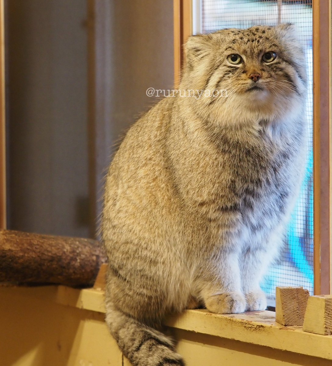 MAD Tesla nikola (Sabertooth kitten oc/parody) tweet media