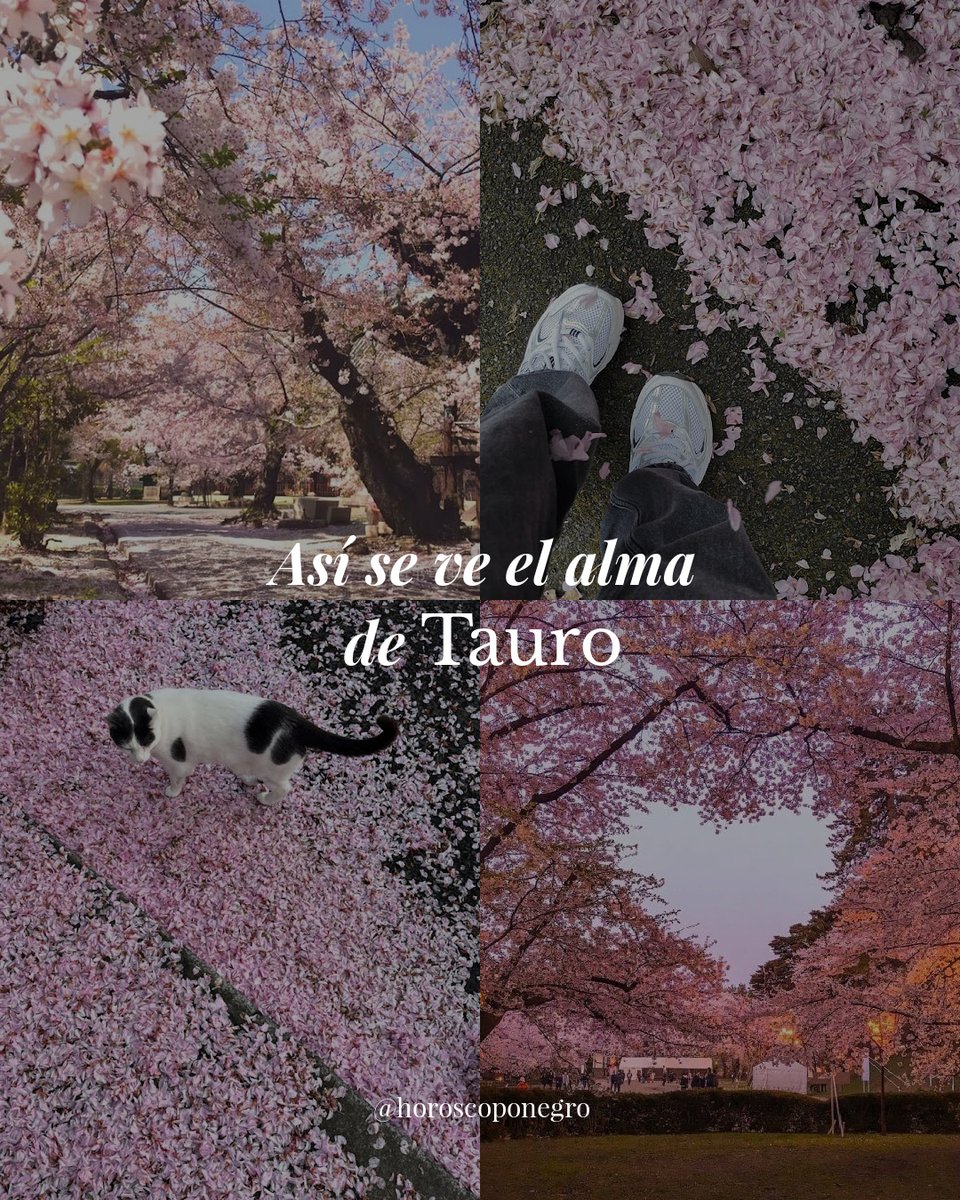 ▲TAURO▲ tweet media