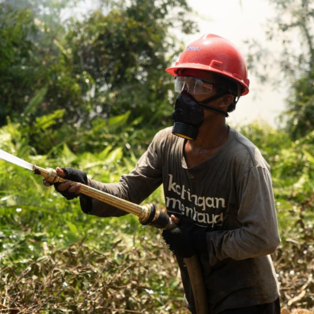 Katingan Mentaya Project English tweet media