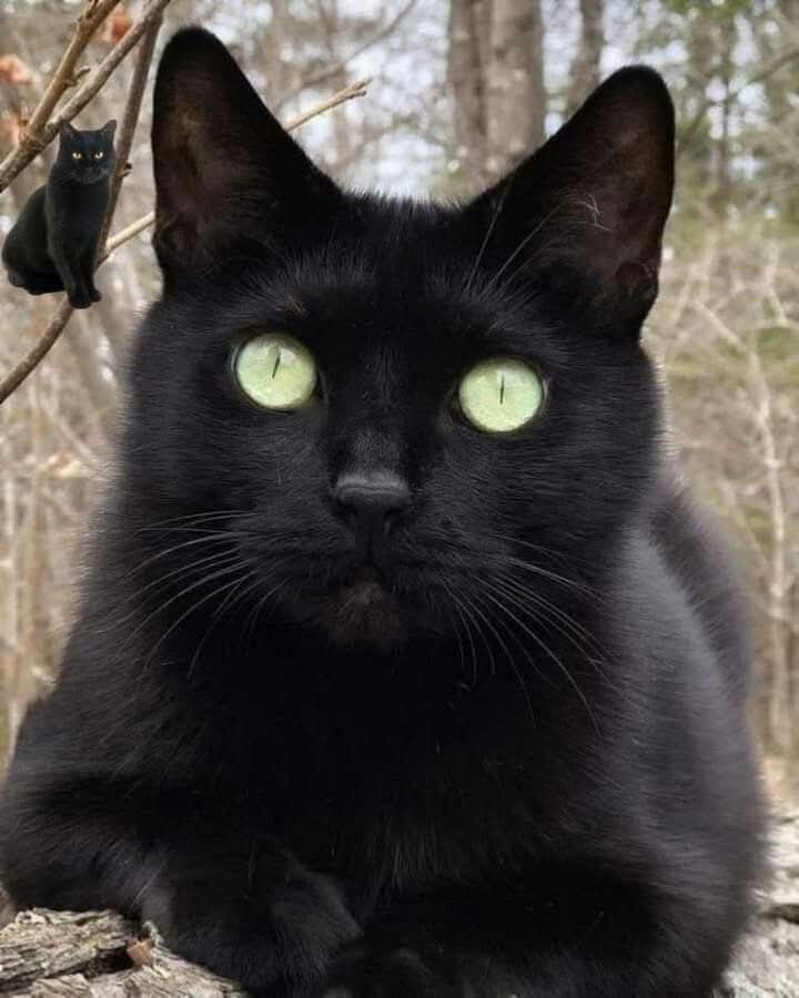 Sara Mary ⭐❤️ tweet media