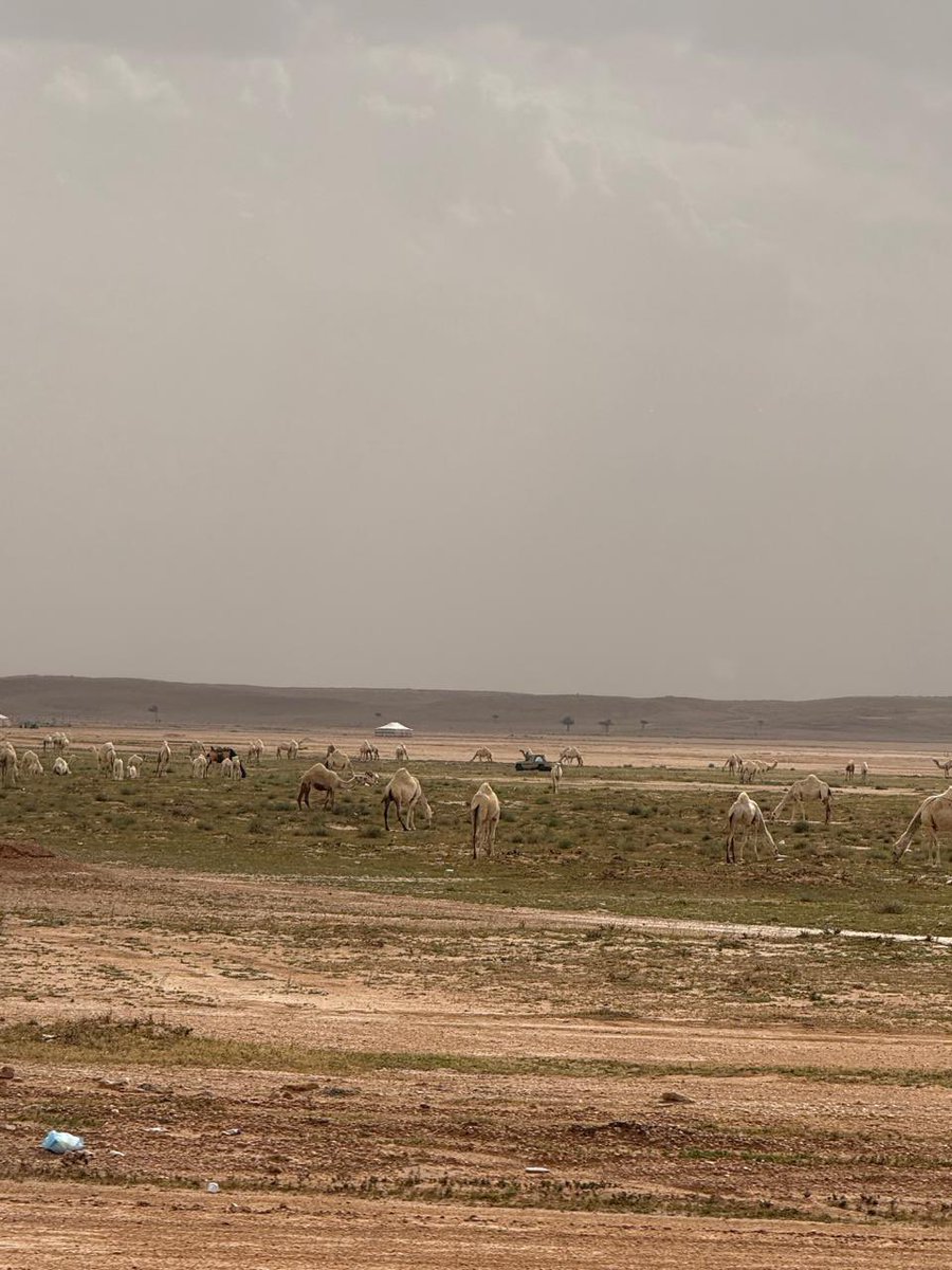 ريميــه ღ tweet media