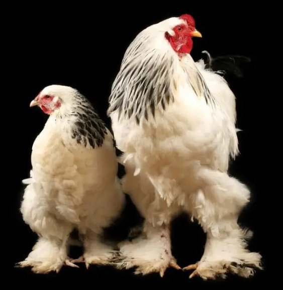 Kristin Carrigg tweet media