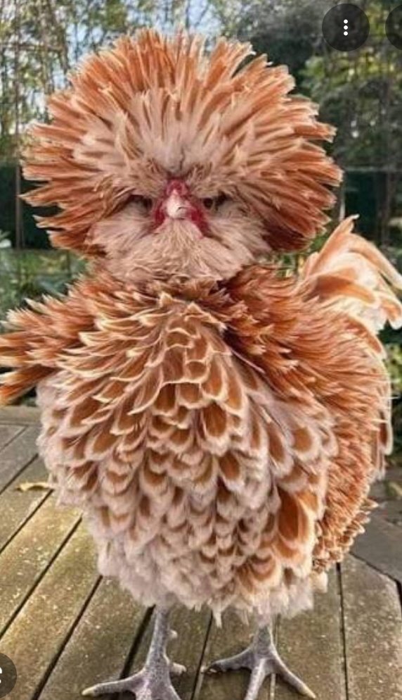 Kristin Carrigg tweet media