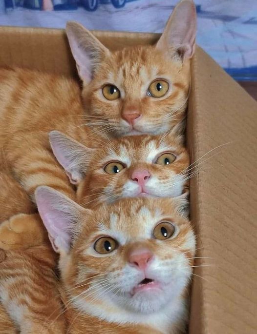 Cute Cats 🐱 tweet media