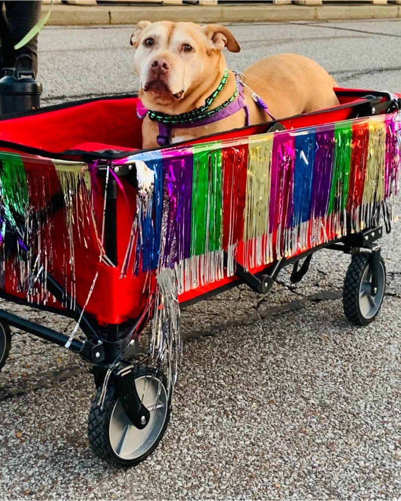 Memphis Humane Society tweet media