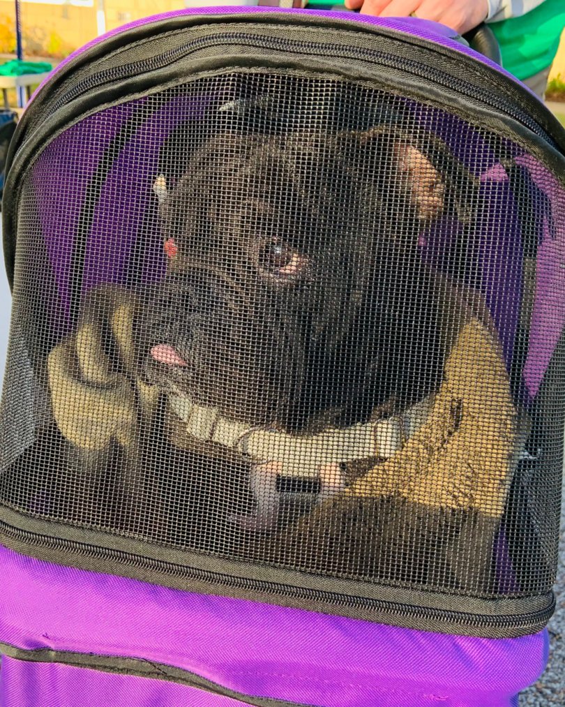 Memphis Humane Society tweet media