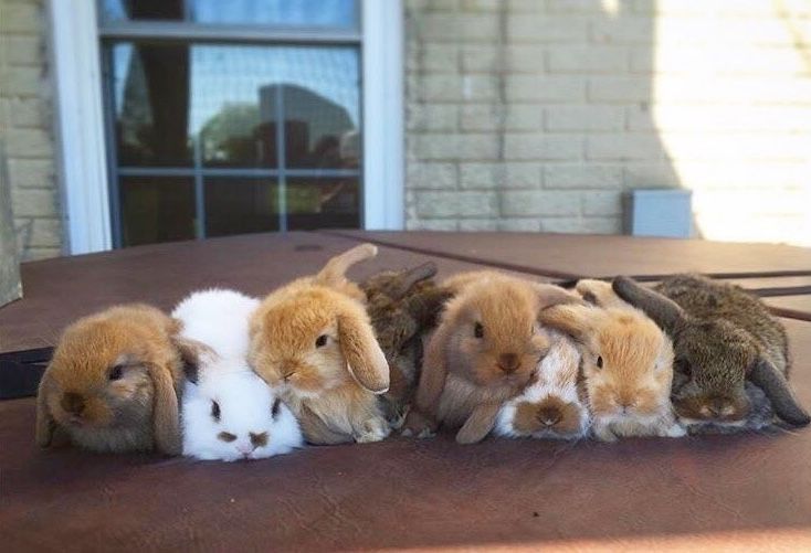 seungmin as bunnies tweet media