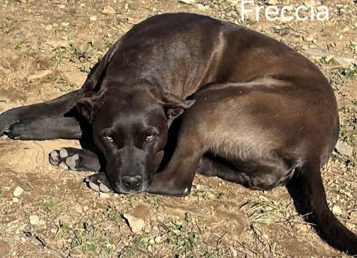 Fiorella Arcodia 🌿𝐠𝐨𝐯𝐞𝐠𝐚𝐧 🐑💚💙☮️ tweet media