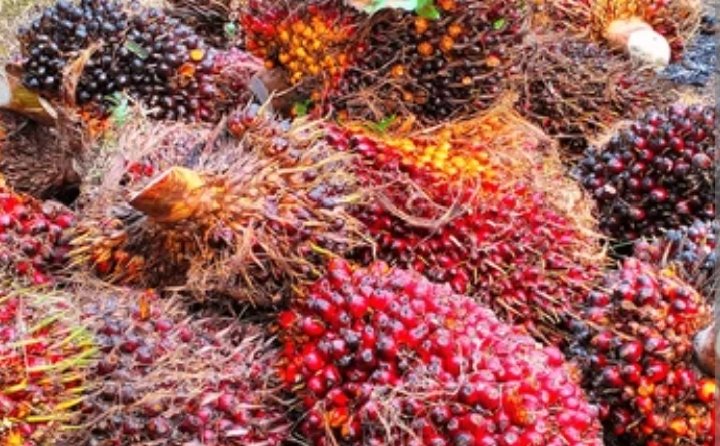 Asụsụ Igbo tweet media