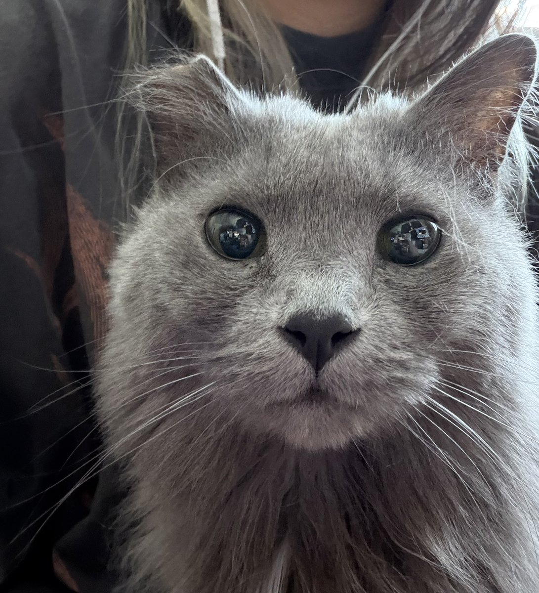 isaa 🐦‍⬛🎸 tweet media