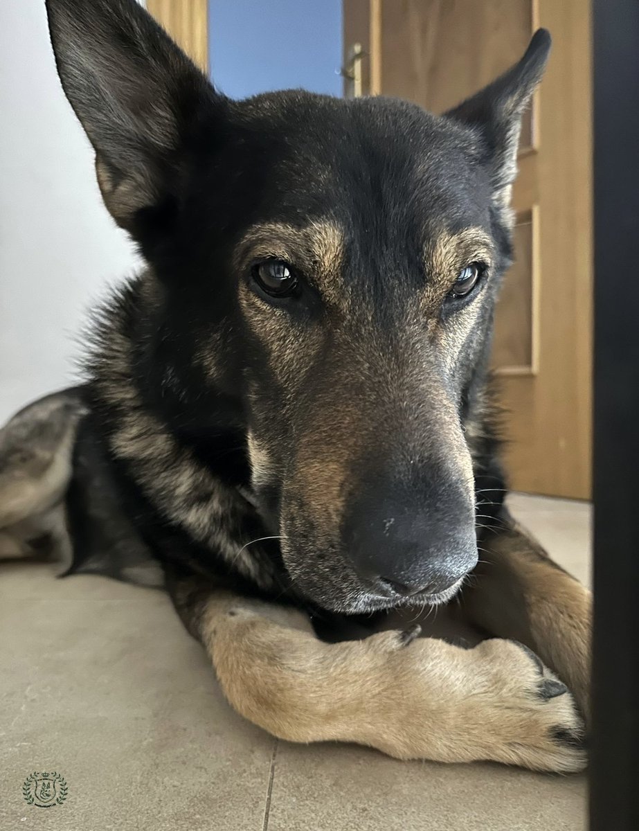 BENEMERITVM tweet media