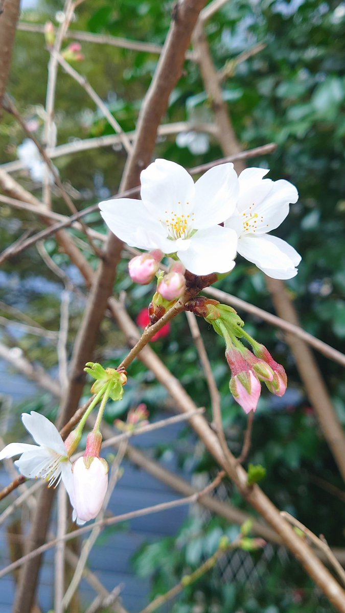 双葉🍀🌱🌿 tweet media