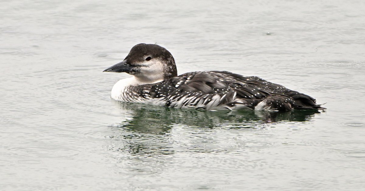 Tom Moodie tweet media