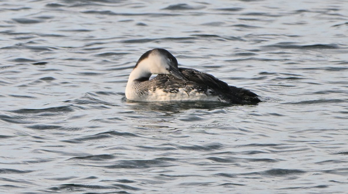 Tom Moodie tweet media