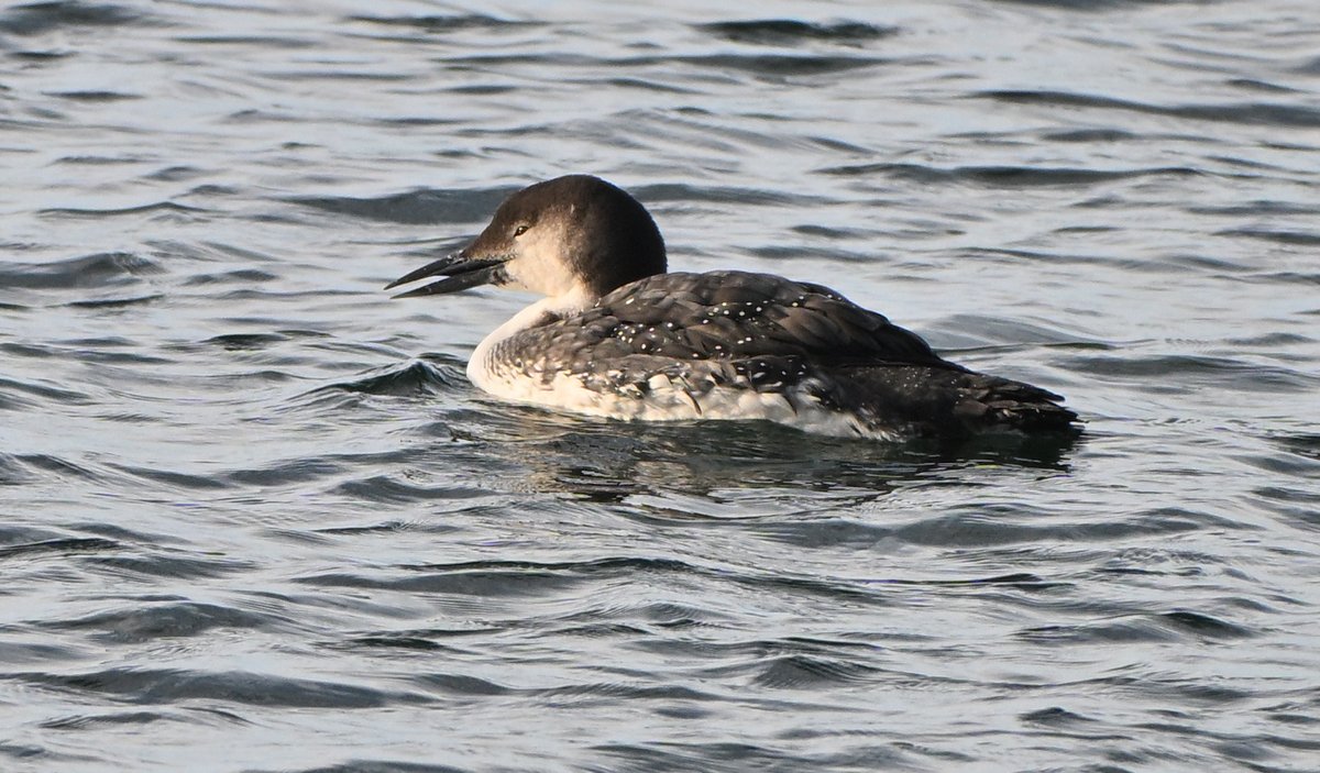 Tom Moodie tweet media