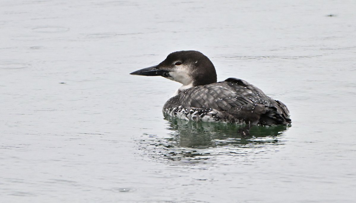 Tom Moodie tweet media