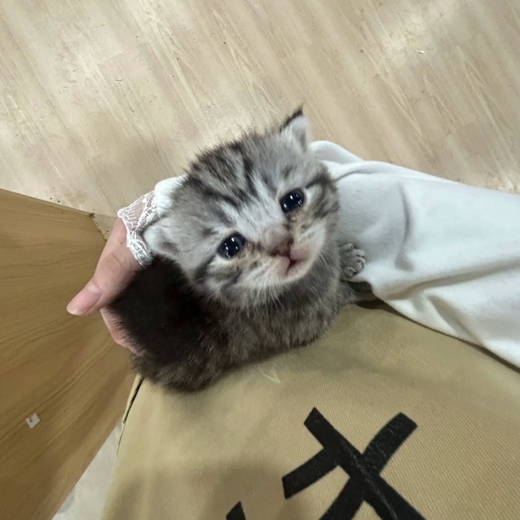 presidentofdochi tweet media