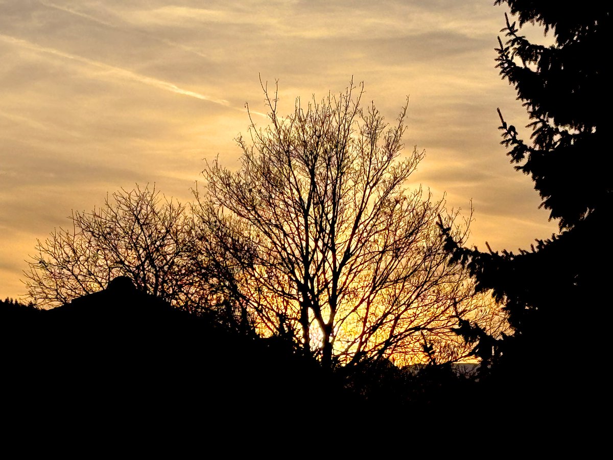 🕊️Harmonie tweet media