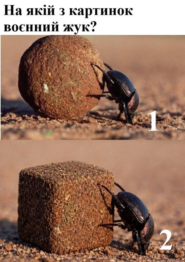 Баба і кіт (@babaikit) on Twitter photo 