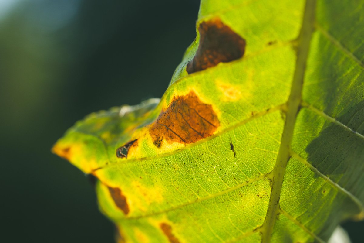 jrtreesvc's tweet photo. 🌳🐛 Keep your trees healthy and thriving!

Check leaves and needles

Inspect bark and trunk

Look for webs or nests

Watch for unusual growth

💡 Need professional help keeping your trees pest-free? Call JR’s Tree Service at 626-523-9362 for an inspection!

#Pasadena https://t.co/1YrQGHoKou