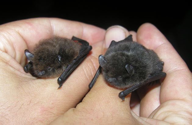 coffin!🐾🦴 tweet media