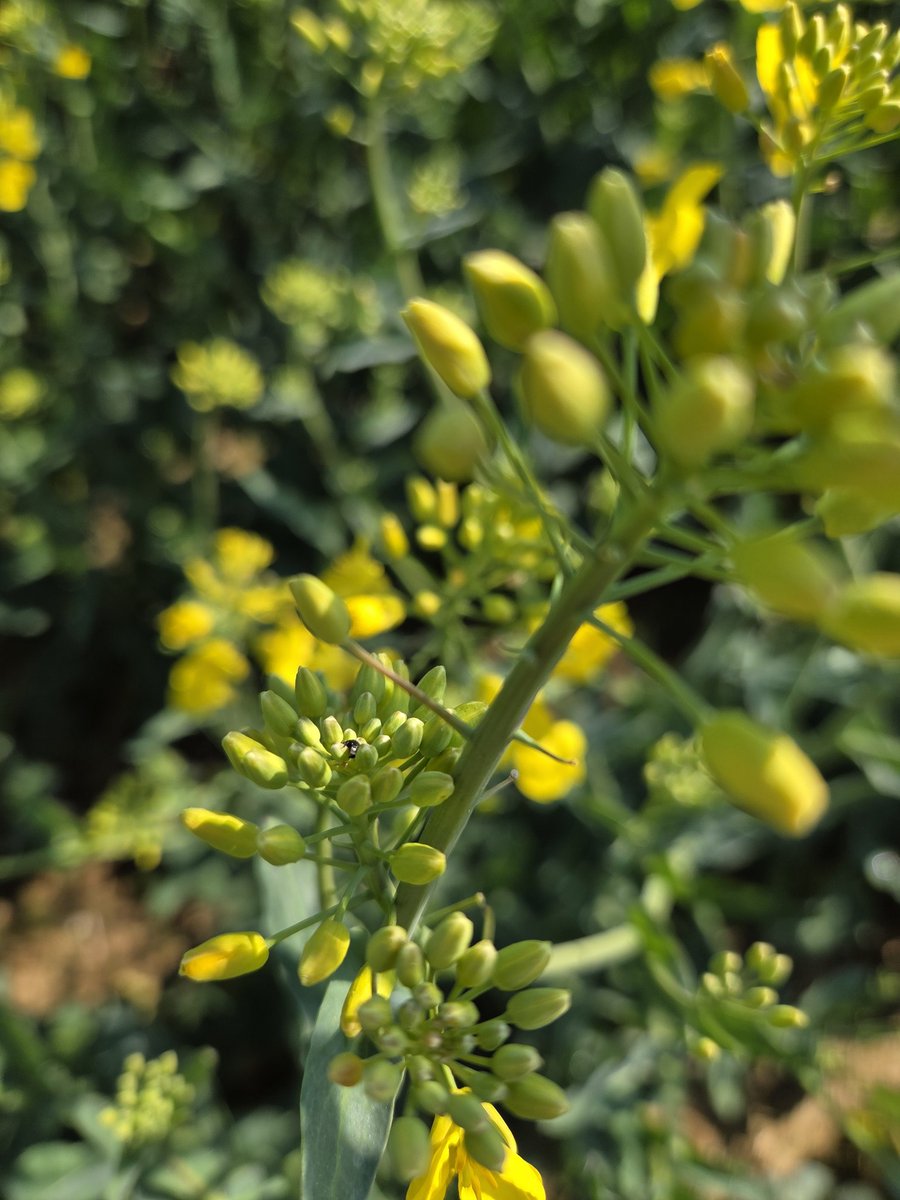 Pierre-Alexis Marre 🌾🌻🌽 tweet media