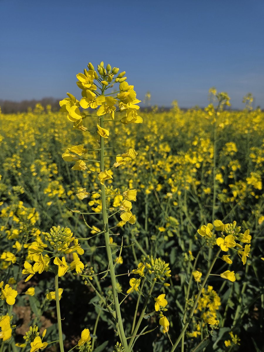 Pierre-Alexis Marre 🌾🌻🌽 tweet media