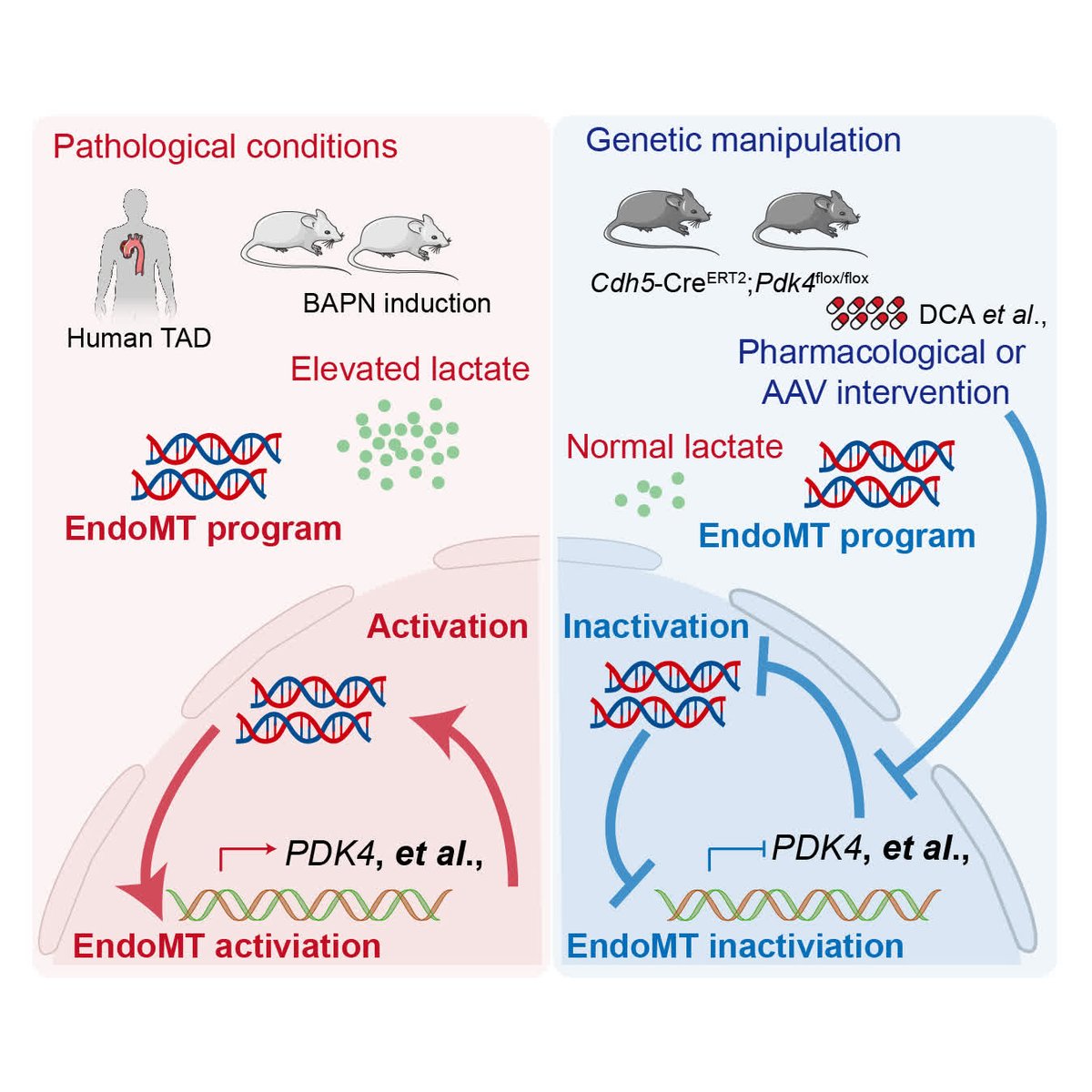 ATVB: An AHA Journal tweet media