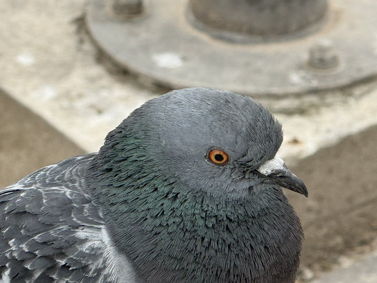 𝔸𝕜𝕒𝕟𝕖 tweet media