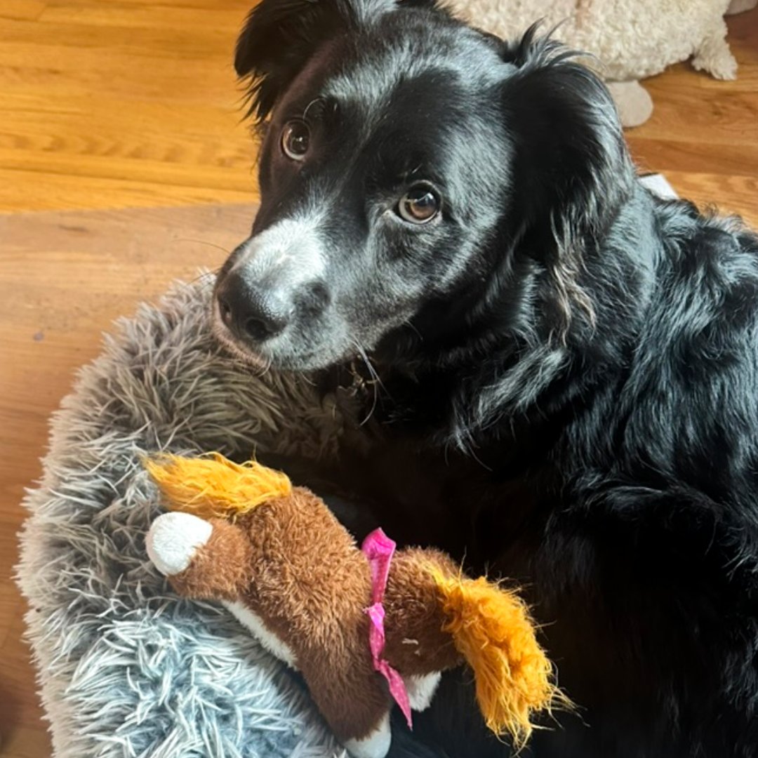 Pup Letters - Snorri & Finnegan & Banjo. tweet media