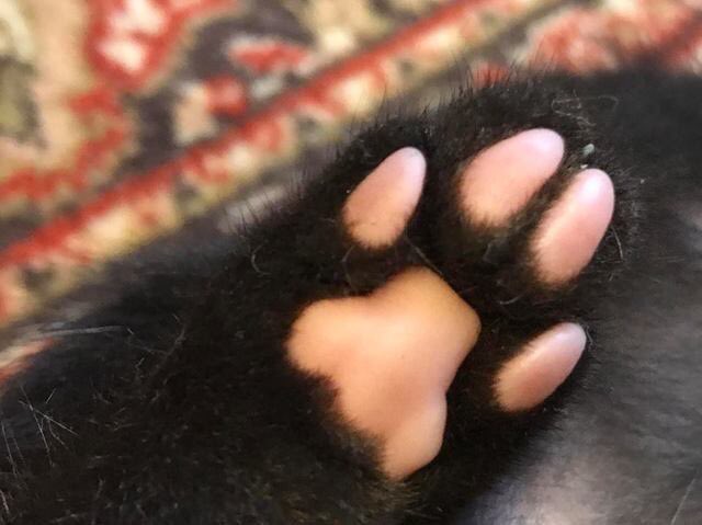 The Cats 𝕏 tweet media