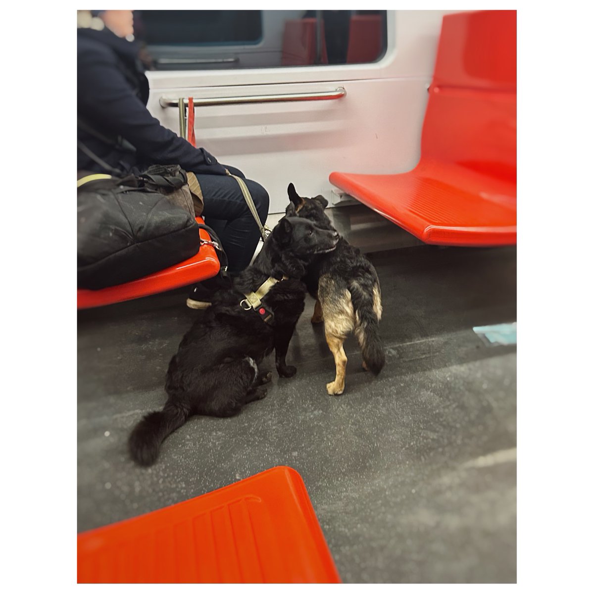 Lena Skissorhands tweet media