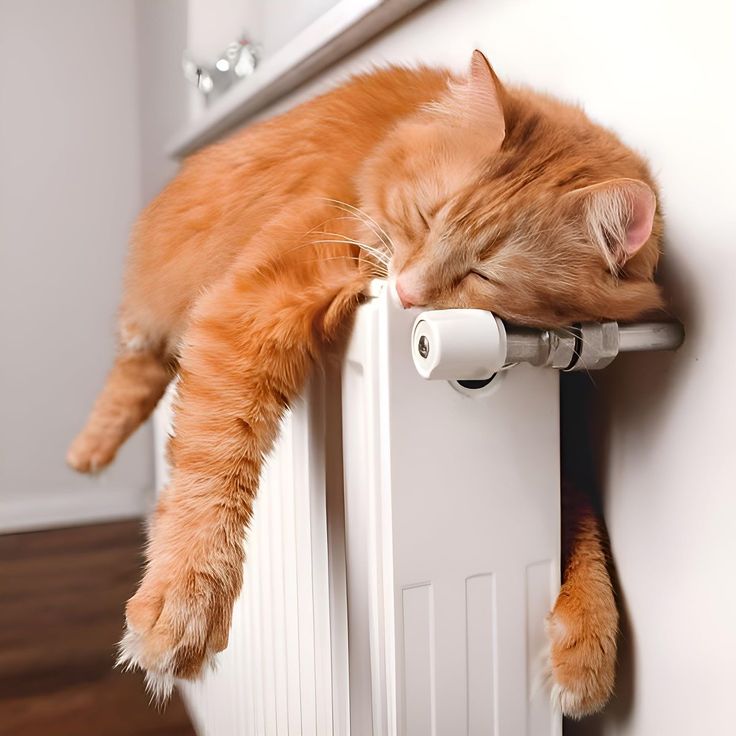 Cat Woman 🇬🇧 🇺🇦 tweet media