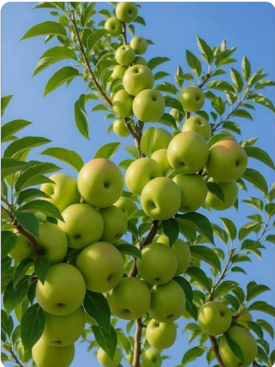 MumbeMumbe's tweet photo. What's the name of this fruit in your local language?
Winner will have to get my contact. 😉 https://t.co/OOnvVw00Vt
