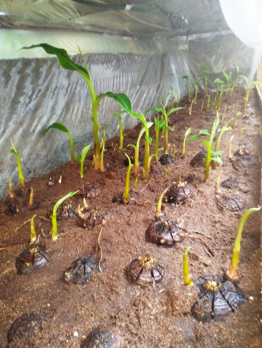 The Agric guy tweet media