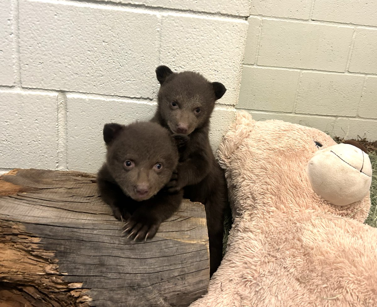 San Diego Humane Society tweet media