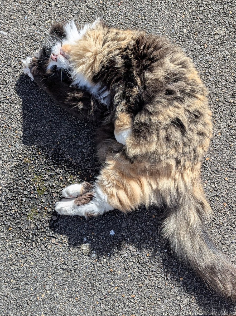 Lola The 3-Legged Cat 🏳️‍🌈👸🇺🇦 tweet media