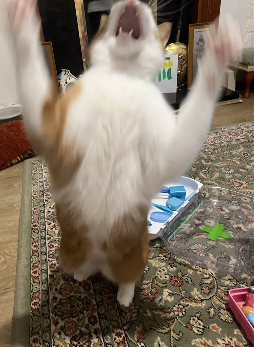 Franklin tweet media