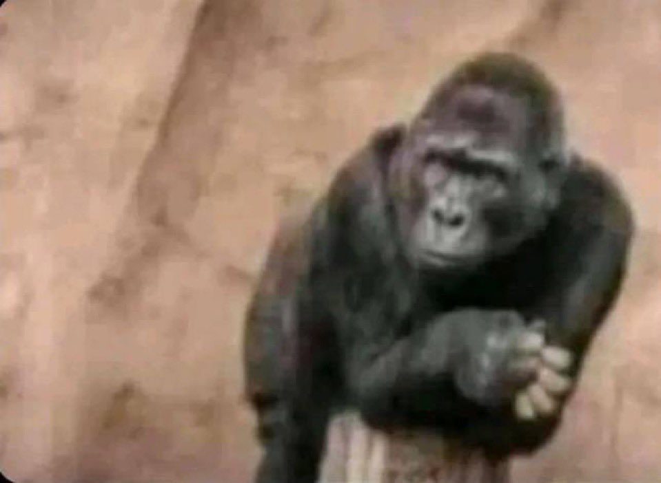 𝚎𝚟𝚒. tweet media