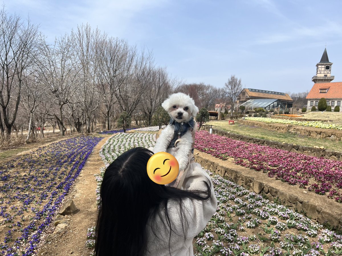 B6bMl's tweet photo. 今日で2年3ヶ月🤝

日曜日に久しぶりにお出かけした時の写真と
たかとの妹ちゃんとお菓子作りした時の写真をインスタに載せたら妹ちゃんがスクショしてまとめてストーリーにシェアしてくれた写真🫶🫶

展望台犬ダメで、1人ずつ登ってきたんだけど
怖すぎて全然下見れなくて、
写真撮ってすぐ降りた🥹

これからも、ほいっぷとたかとと3人で
いろんなとこ行きたいな🥰