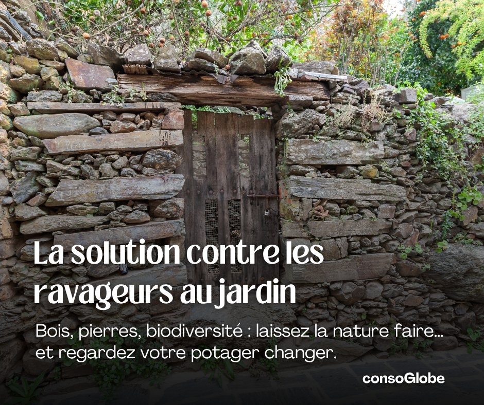 consoglobe's tweet image. Et si vous arrêtiez de lutter contre les ravageurs… pour laisser la nature faire le boulot ? 🌿
Bois, pierres, biodiversité : une astuce simple qui change tout au potager.
➡️ consoglobe.com/pierres-bois-p… 

#Jardin #Potager #Nature #Ecologie