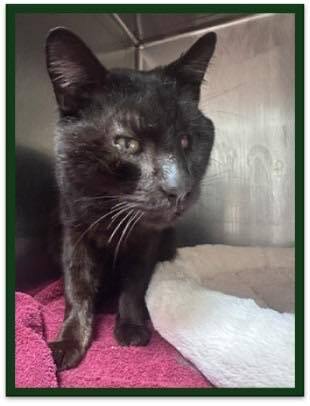 Cobb County Kitties tweet media