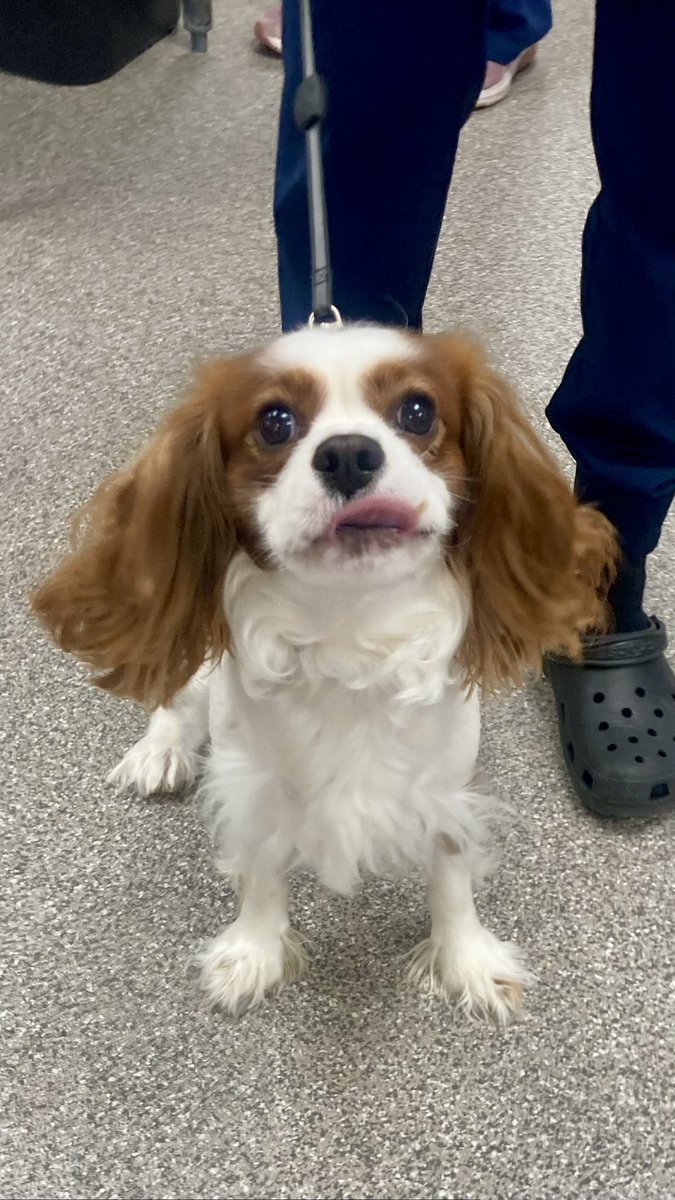 Spay Spa&Neuter Nook tweet media