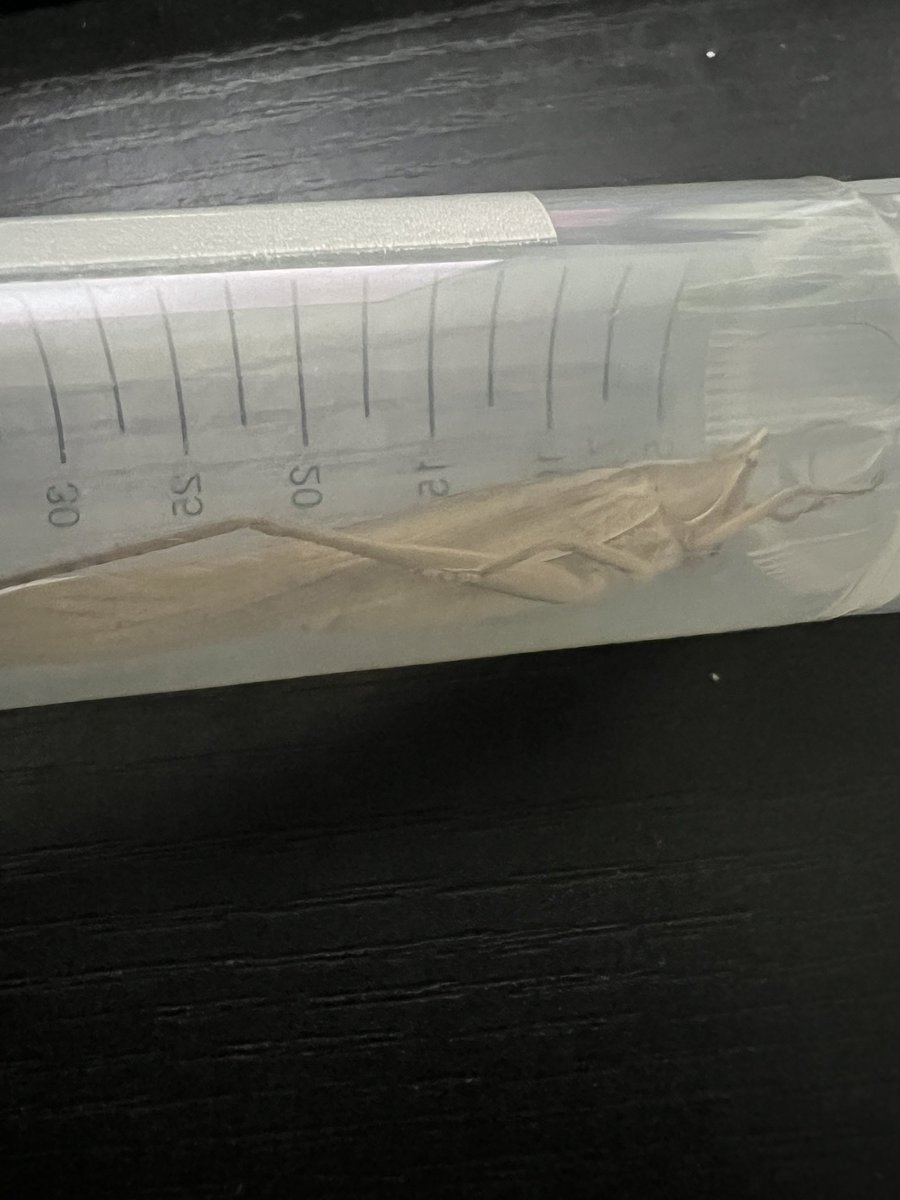 ハント＠虫アカ tweet media