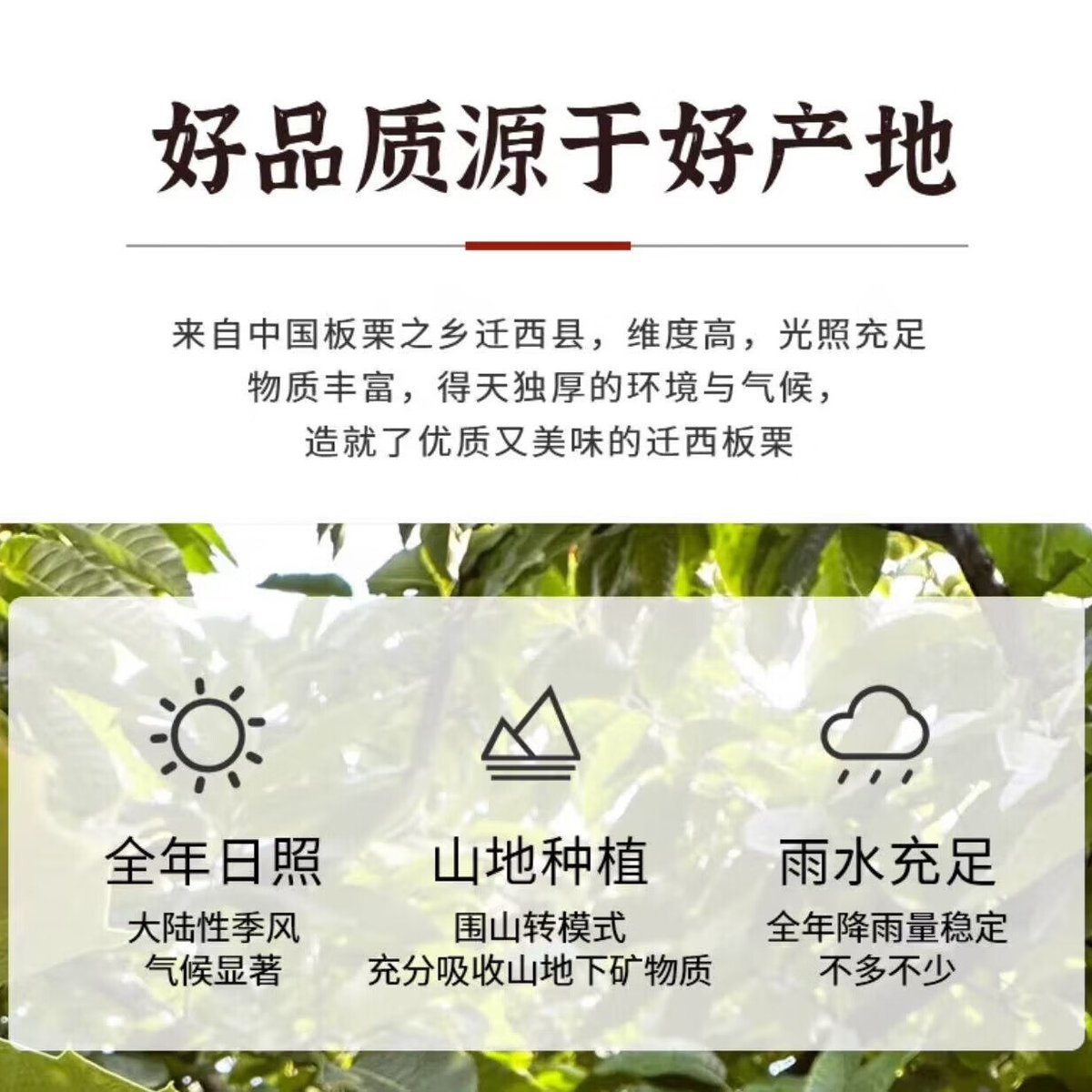 muthukrishnan92's tweet photo. 今天风里有桂花香，咬了口刚买的糖炒栗子，暖到指尖啦～ https://t.co/DqPpLREBpt