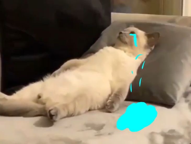 angelina 🌸🐺 tweet media