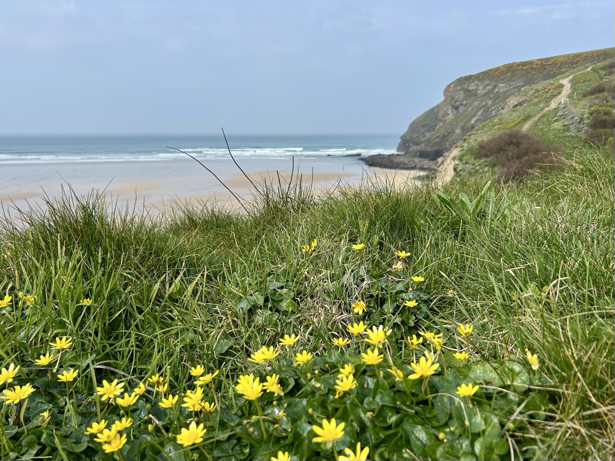 LorraineInglisD's tweet image. A pause by the sea 🌊🌼🌿

#TidesOutTuesday #photography #cornwall #nature #Spring #seaside