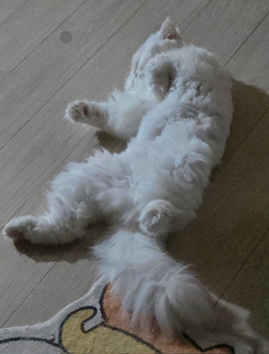 이달🌛 tweet media