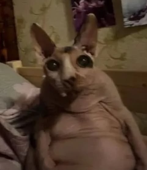 rinarin | поиск мью tweet media